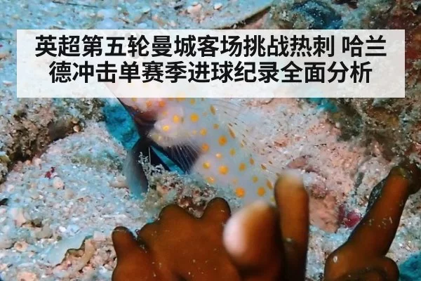 英超第五轮曼城客场挑战热刺 哈兰德冲击单赛季进球纪录全面分析
